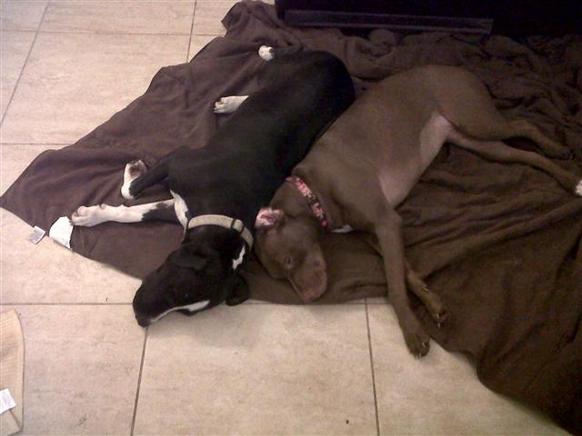 Pitbulls can lay back to back because they are awesome. fatbrowne adam browne